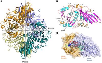 Crystal Structure of Glyceraldehyde-3-Phosphate Dehydrogenase from the Gram-Positive Bacterial Pathogen A. vaginae, an Immunoevasive Factor that Interacts with the Human C5a Anaphylatoxin